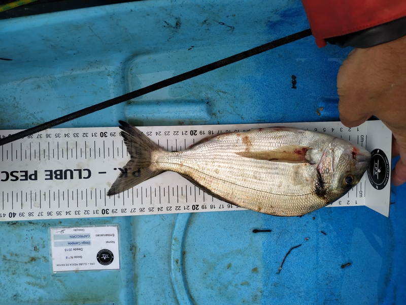 Fish Measure Picture