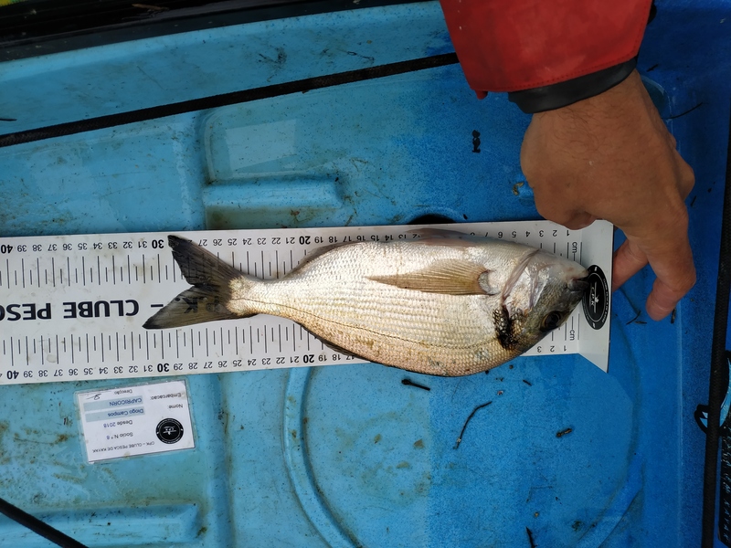 Fish Measure Picture