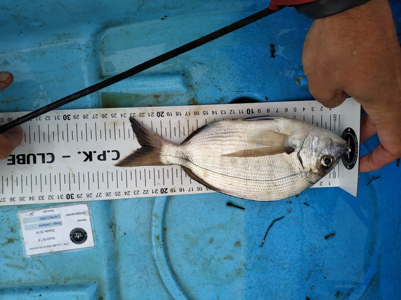 Fish Measure Picture