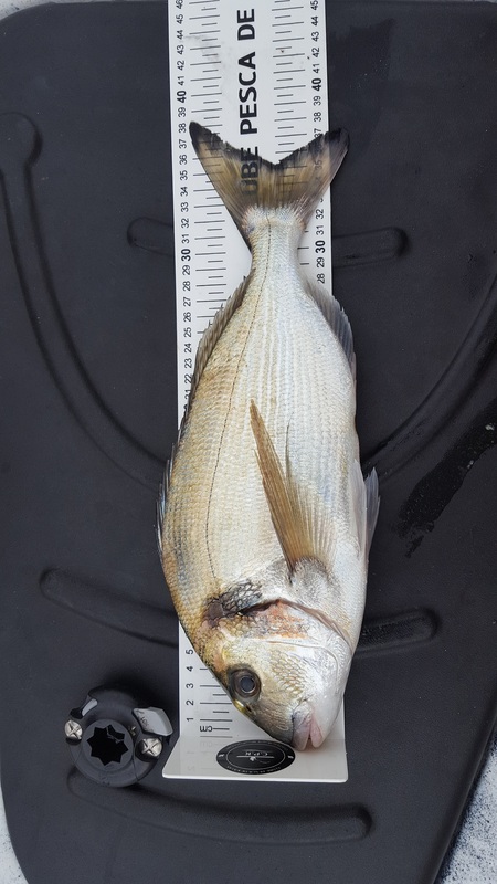 Fish Measure Picture