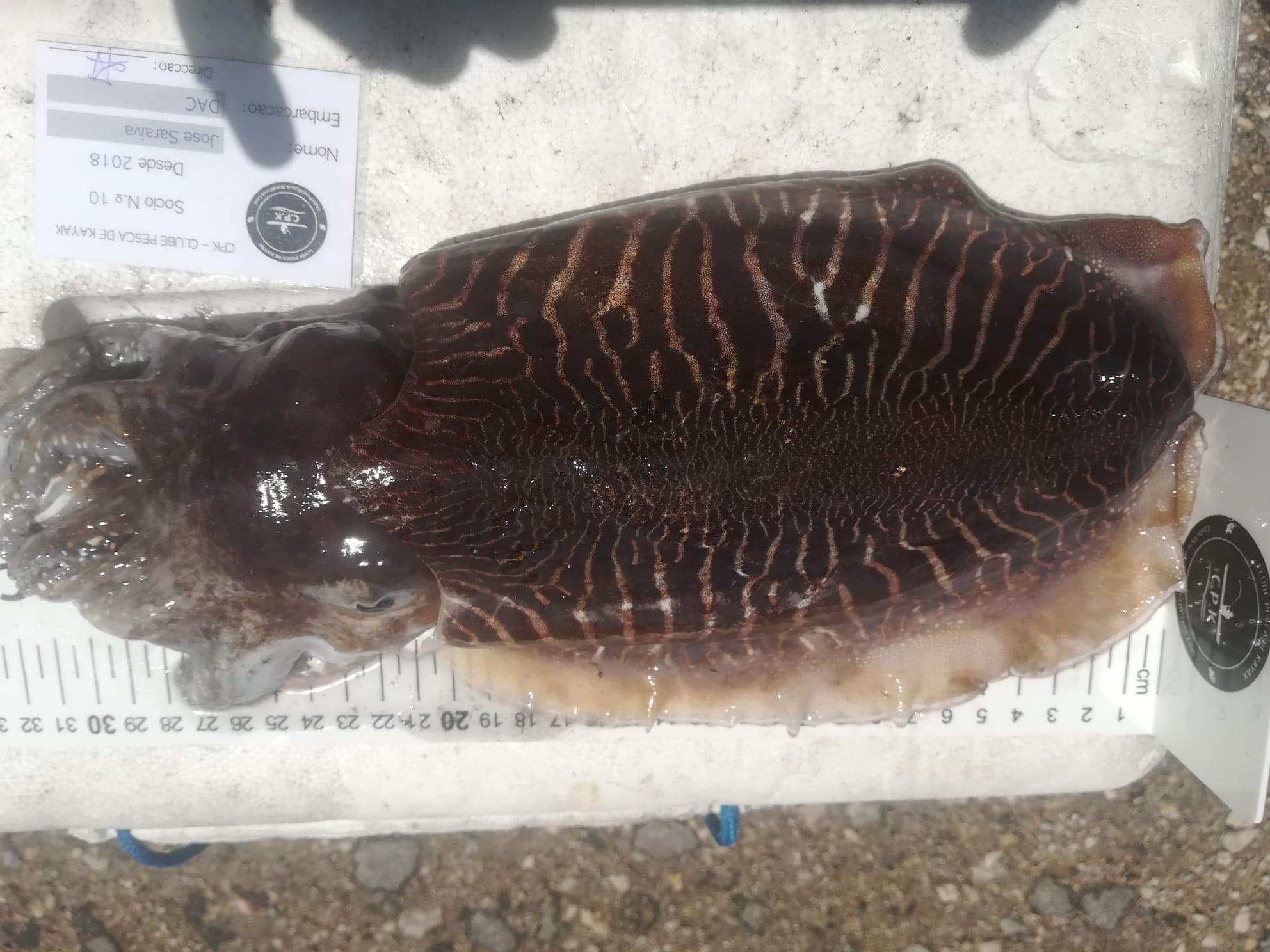 Fish Measure Picture