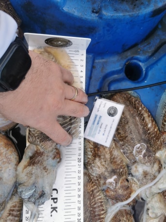 Fish Measure Picture