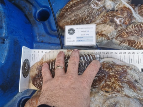 Fish Measure Picture