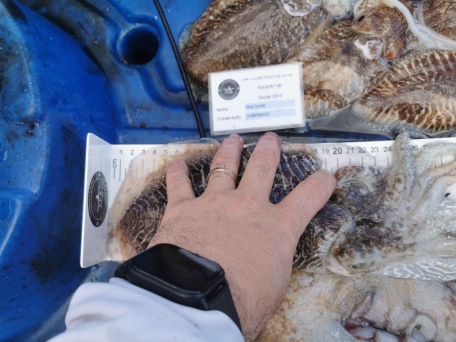 Fish Measure Picture