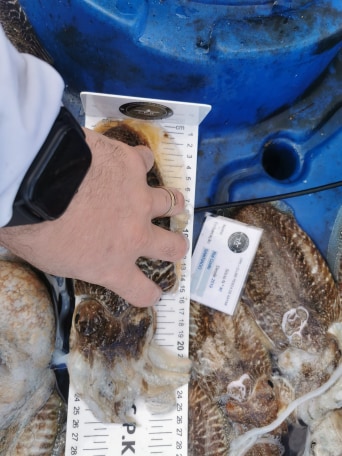 Fish Measure Picture