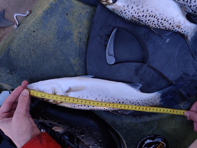 Fish Measure Picture