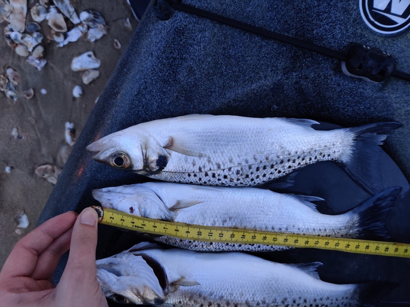 Fish Measure Picture