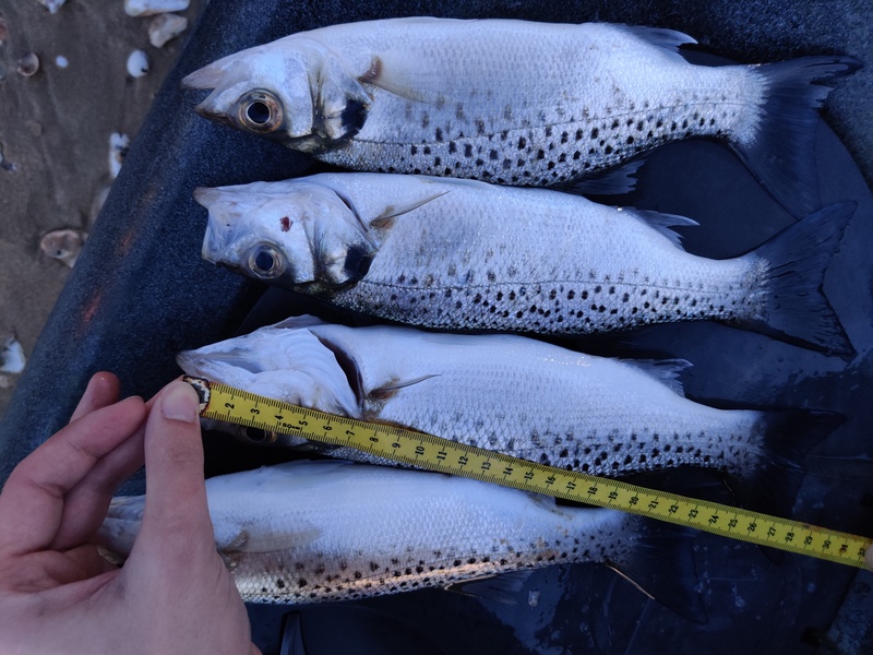 Fish Measure Picture