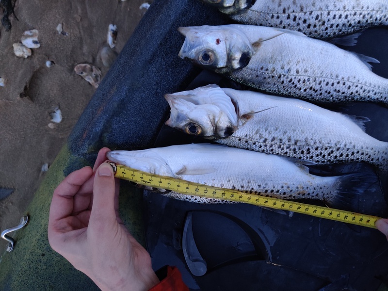 Fish Measure Picture