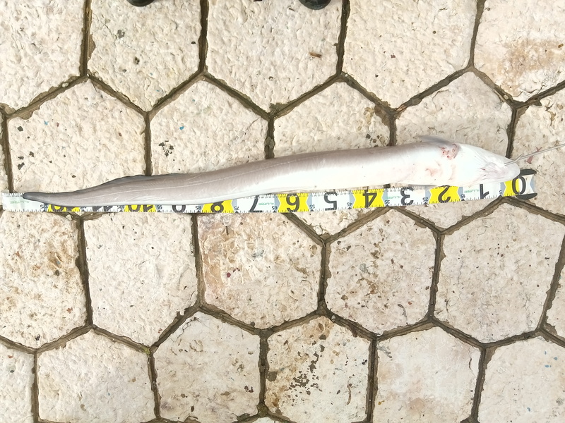 Fish Measure Picture