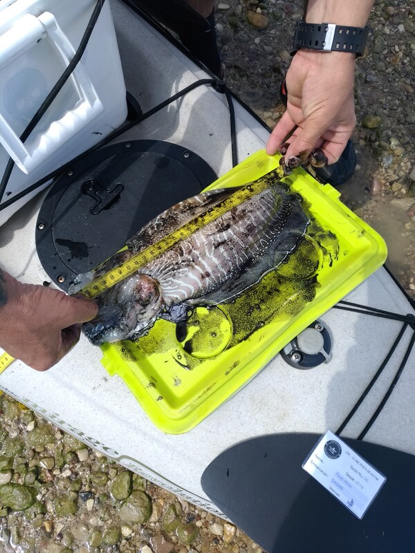 Fish Measure Picture