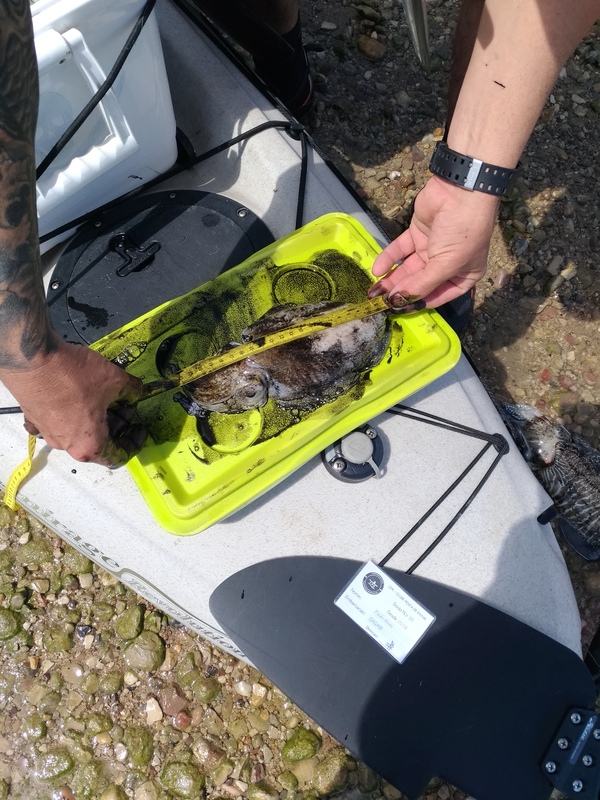 Fish Measure Picture