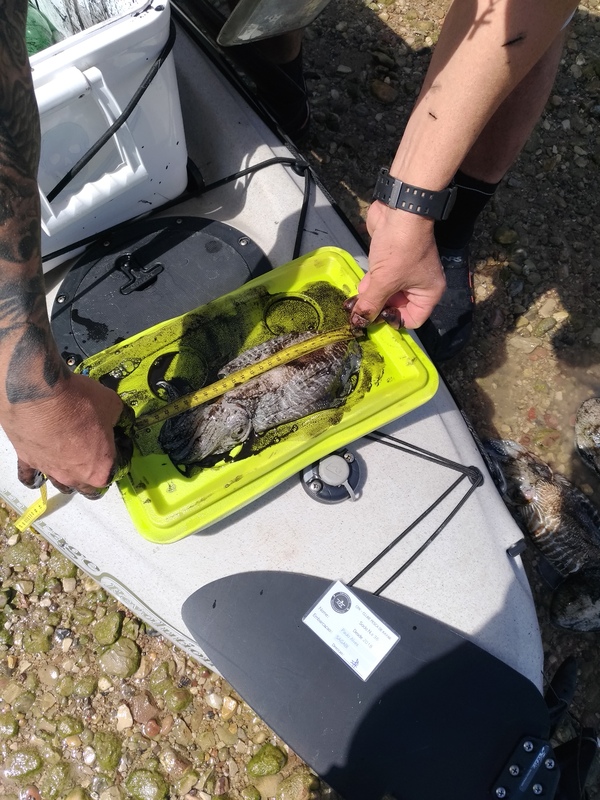 Fish Measure Picture