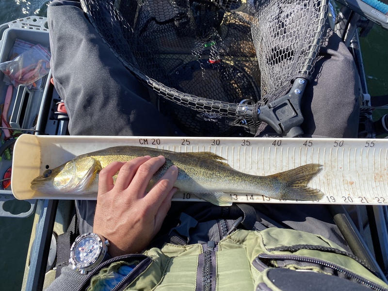 Fish Measure Picture