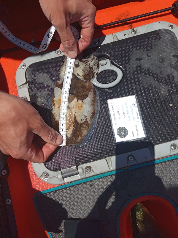 Fish Measure Picture