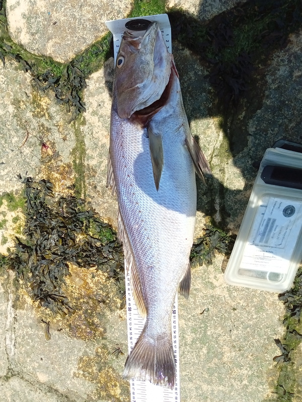 Fish Measure Picture
