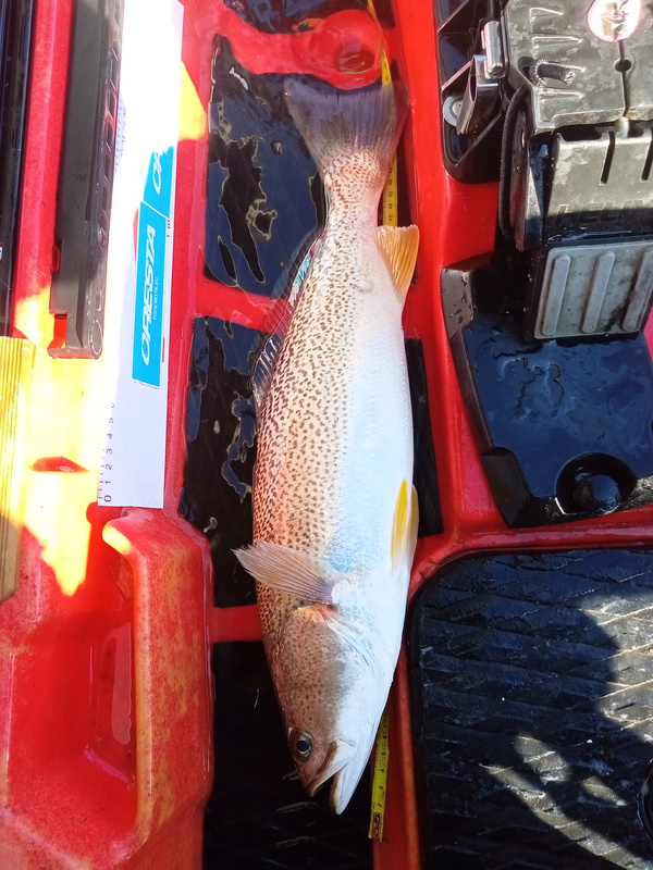 Fish Profile Picture