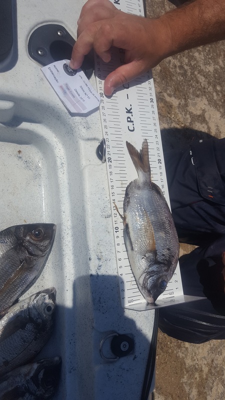 Fish Measure Picture