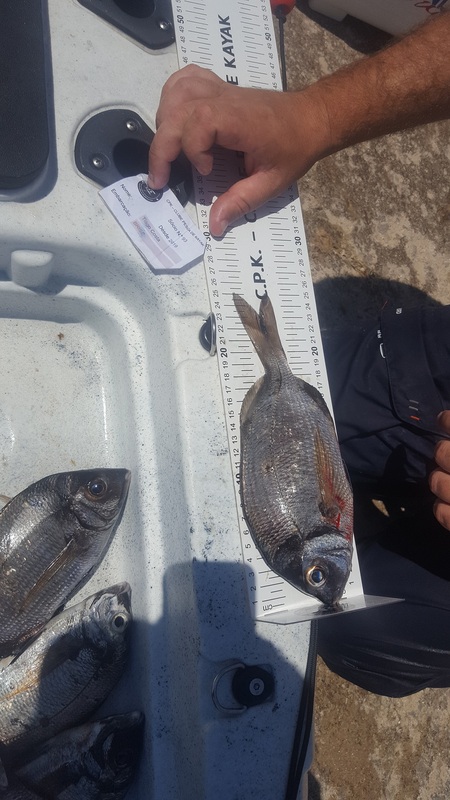 Fish Measure Picture