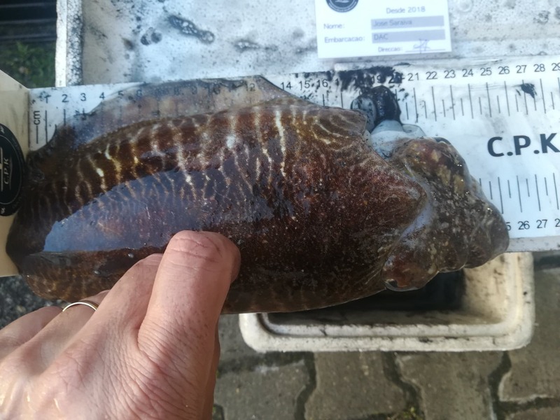 Fish Measure Picture