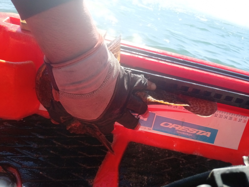 Fish Measure Picture