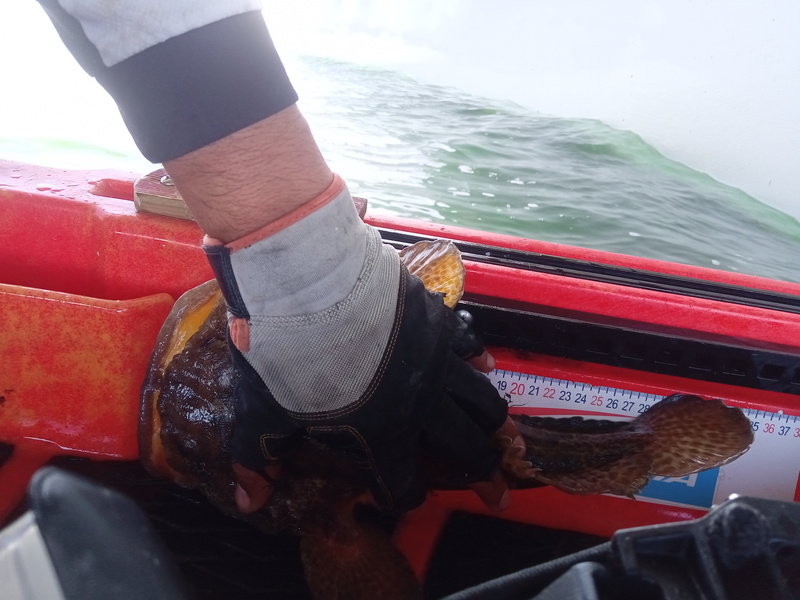 Fish Measure Picture