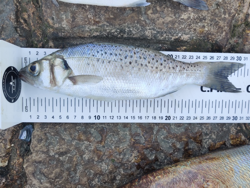 Fish Measure Picture
