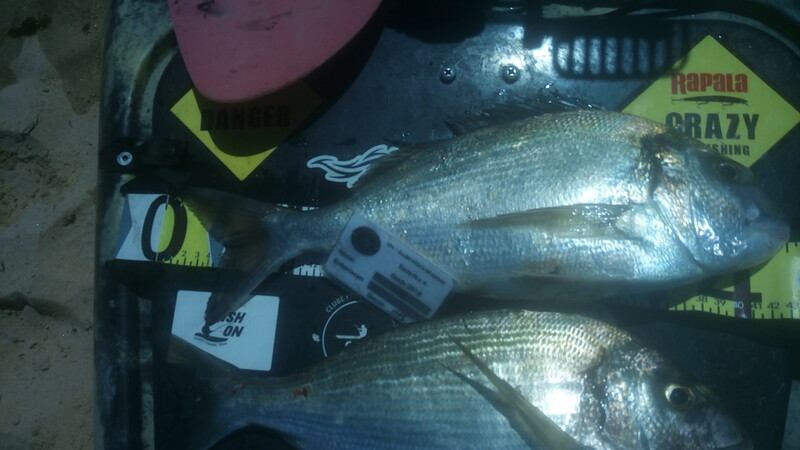 Fish Measure Picture