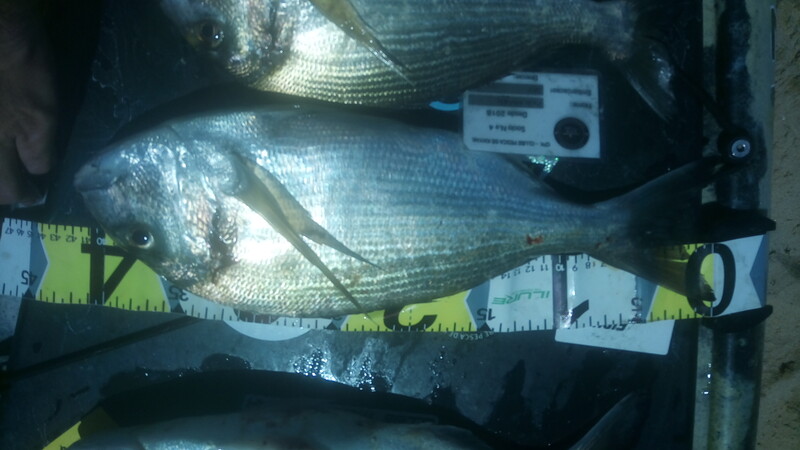 Fish Measure Picture