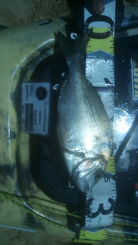 Fish Measure Picture