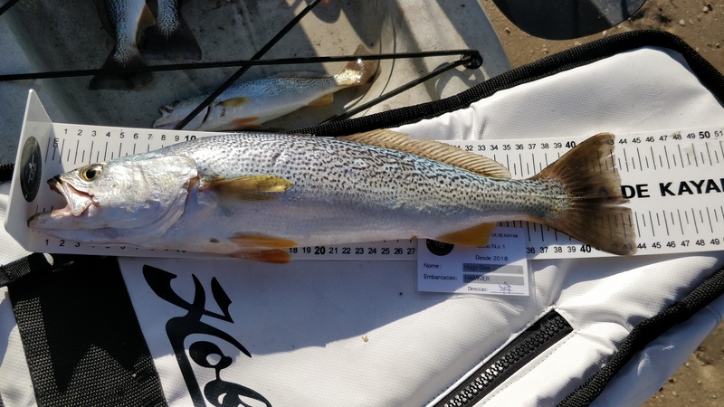 Fish Measure Picture