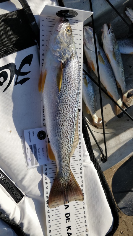 Fish Measure Picture