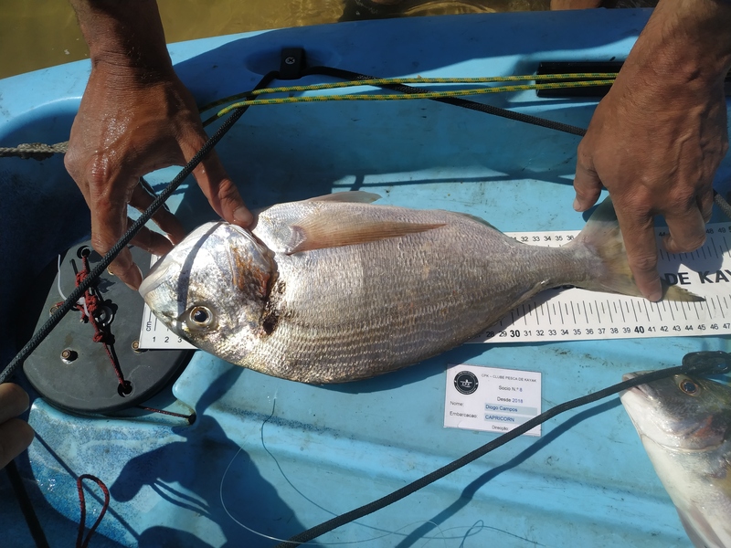 Fish Measure Picture