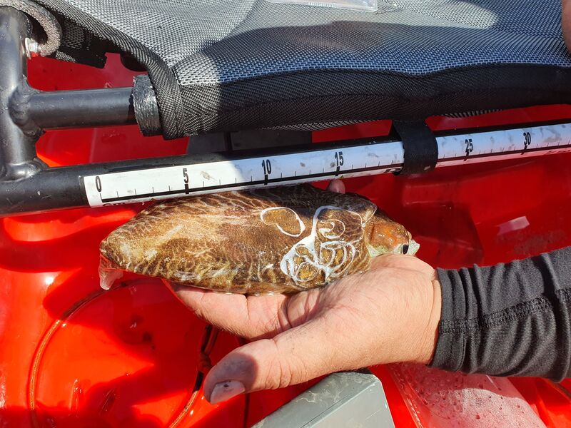 Fish Measure Picture