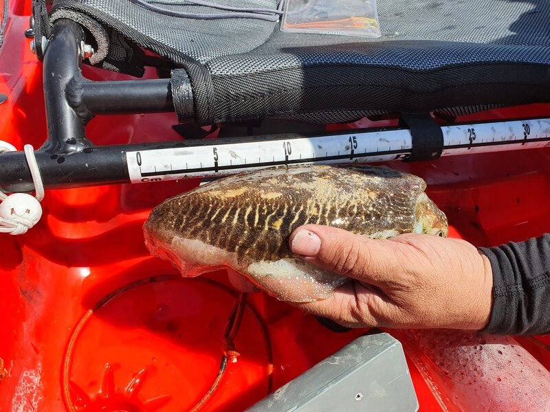 Fish Measure Picture