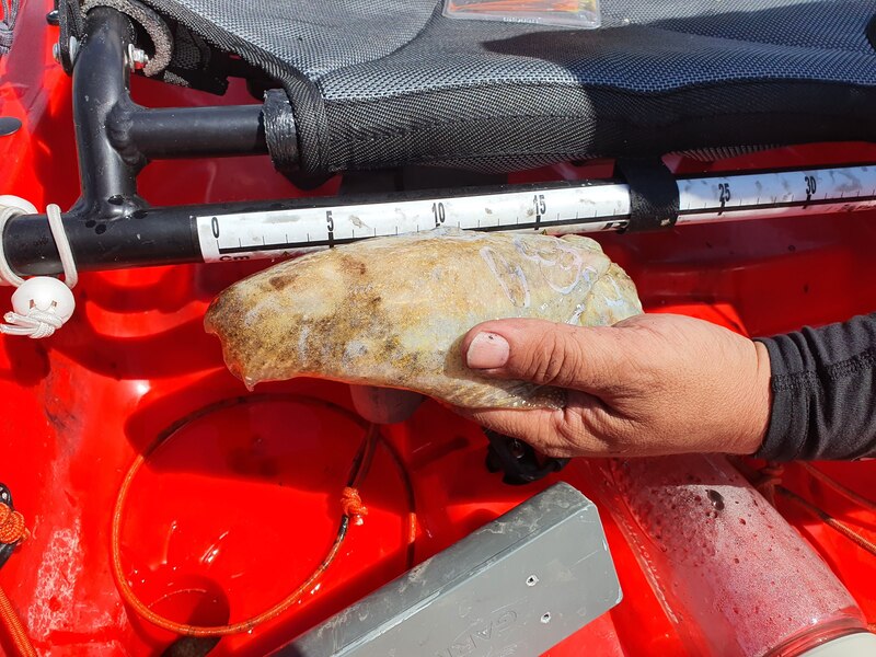 Fish Measure Picture