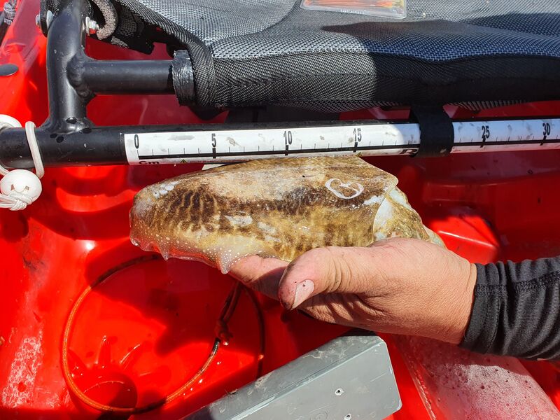 Fish Measure Picture