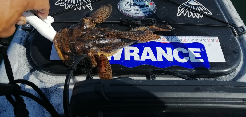 Fish Measure Picture