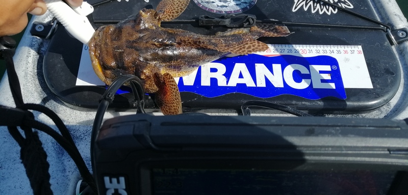 Fish Measure Picture
