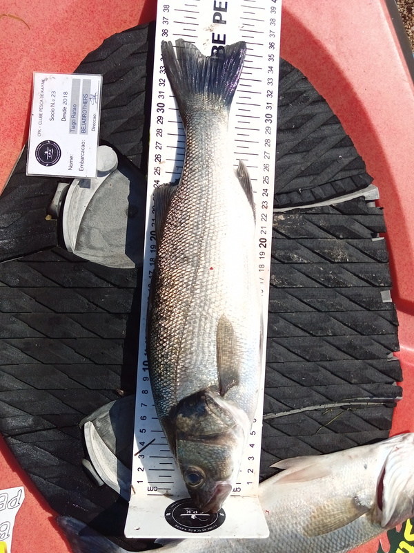Fish Measure Picture