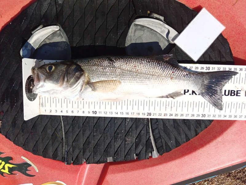 Fish Measure Picture