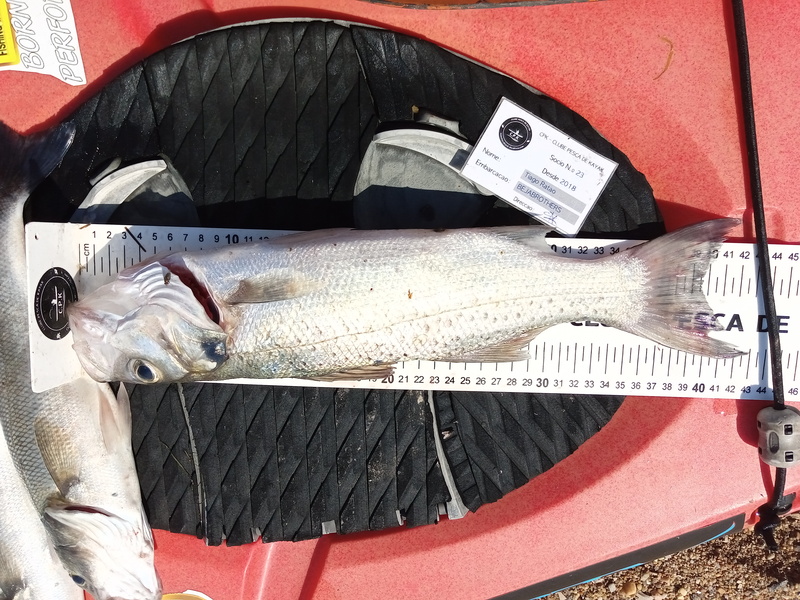 Fish Measure Picture