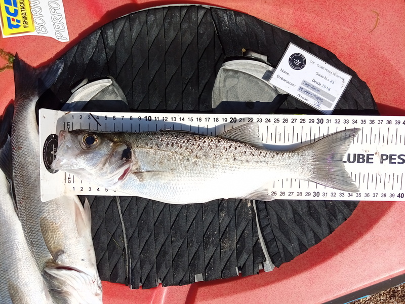 Fish Measure Picture