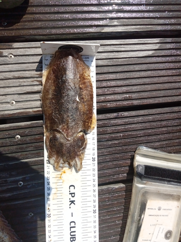Fish Measure Picture