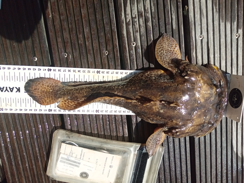 Fish Measure Picture