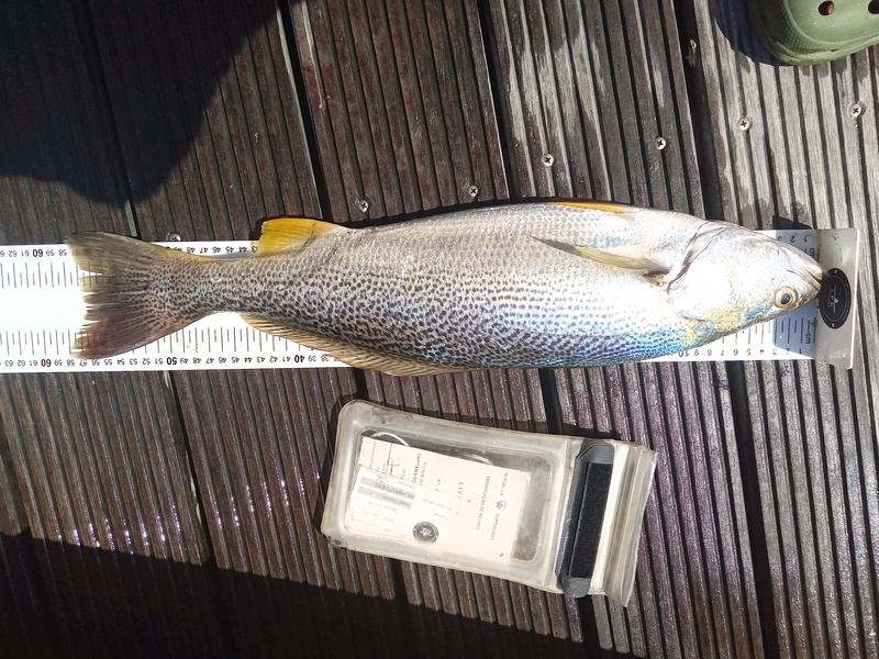Fish Measure Picture