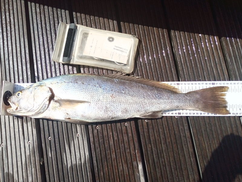 Fish Measure Picture