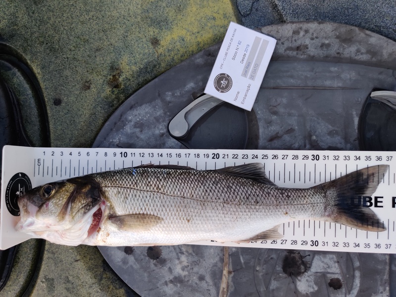 Fish Measure Picture