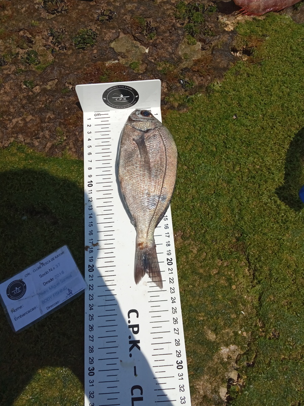 Fish Measure Picture