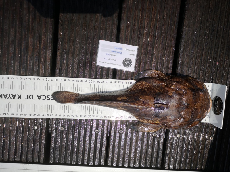 Fish Measure Picture